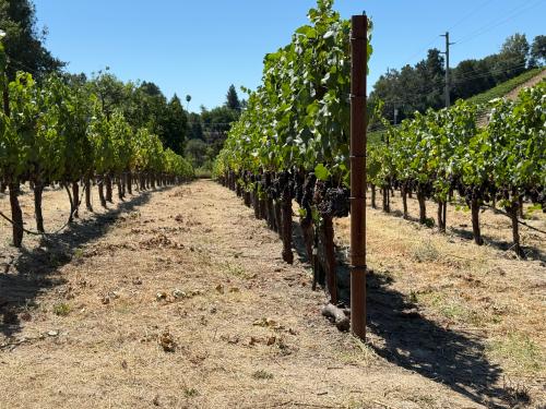 Pinot Noir - RRV
