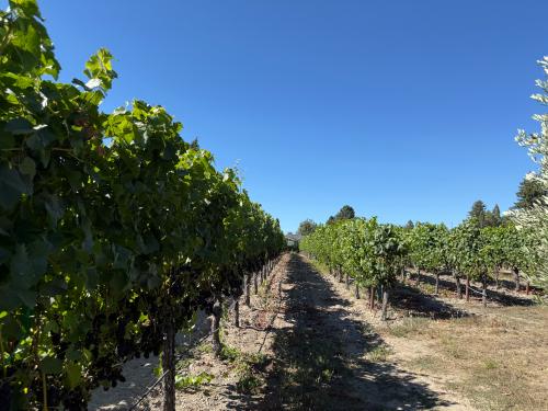 CAMPOBELLO - SEBASTOPOL HILLS AVA