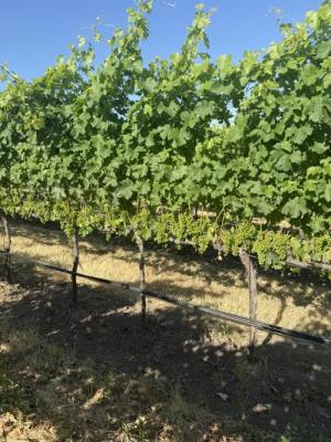 Columbia Gorge Italian, Rhone and BDX