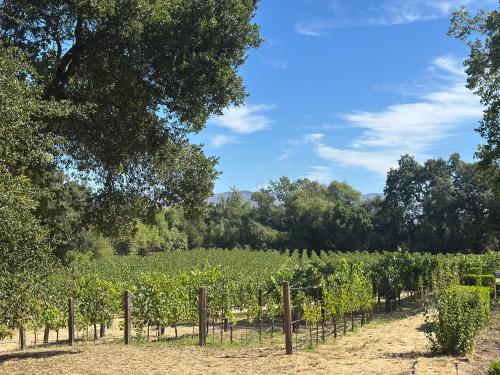 Organic Oak Knoll AVA Cabernet Grapes