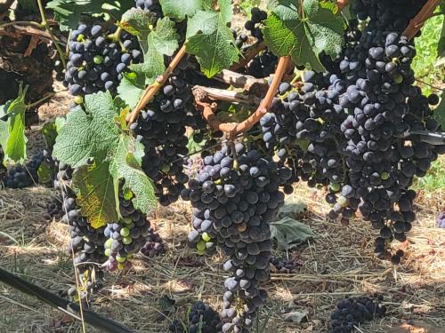 Organic Oak Knoll AVA Cabernet Grapes