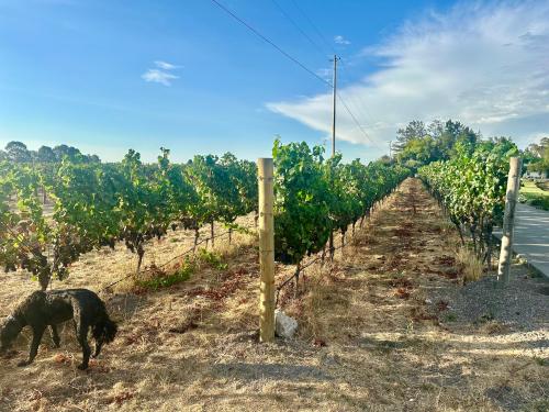 Pinot Noir’ grapes for Sale