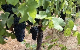 25yr old Pinot Noir -Last Chance! Vines coming out