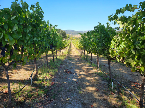 Zinfandel: Alexander Valley Benchland