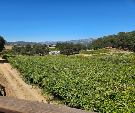 Zinfandel: Alexander Valley Benchland