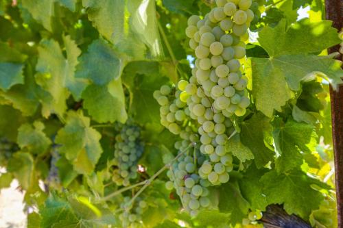 Sauvignon Blanc Grapes- 50 Tons Available
