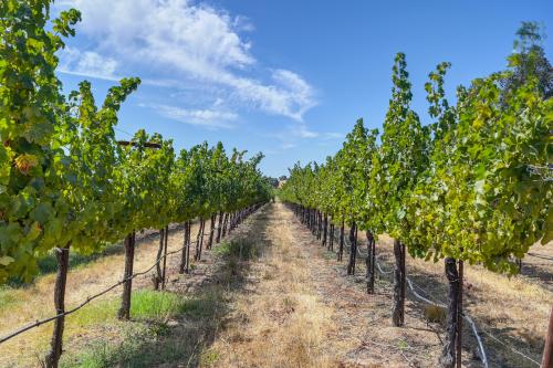 Sauvignon Blanc Grapes- 50 Tons Available