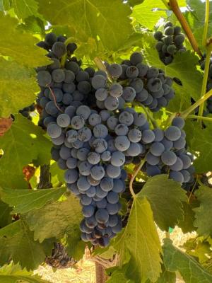Petite Sirah Grapes- 20 Tons Available