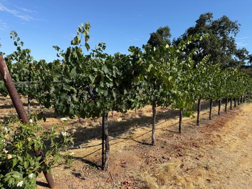 Petite Sirah Grapes- 20 Tons Available