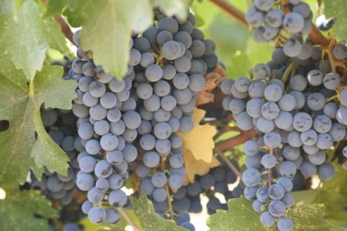 2025 Napa Cabernet – 8–10 Tons ($5.3K/<wbr>T OBO)