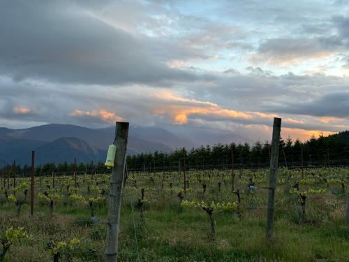 Harvest Internship in Columbia River Gorge AVA