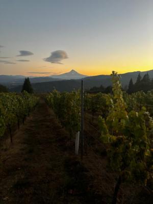 Harvest Internship in Columbia River Gorge AVA