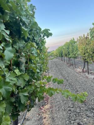 SAUVIGNON BLANC