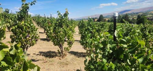 Organic Grenache Noir
