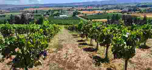 Organic Grenache Noir