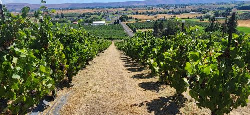 Organic Mourvedre
