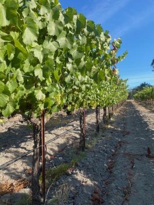 Chardonnay - Sonoma