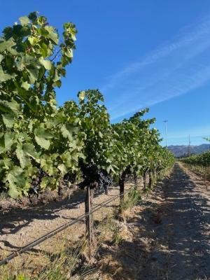 Merlot Grapes- Sonoma Valley