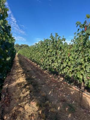 '25 Cabernet Sauvignon