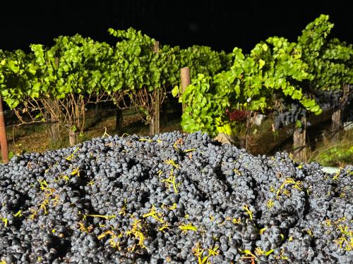 Russian River Pinot Noir - Clones 113, 115 & Swan