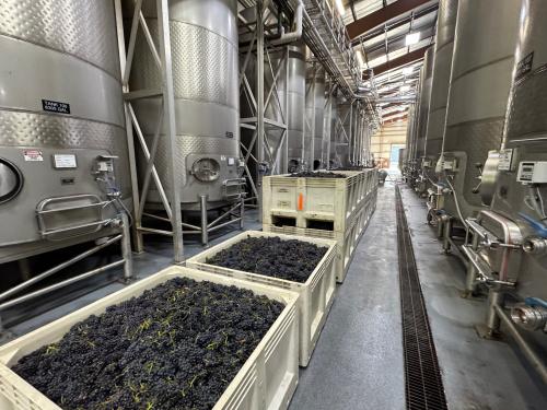 Russian River Pinot Noir - Clones 113, 115 & Swan