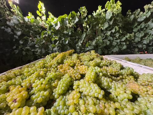 Russian River Chardonnay -  Clones 4, 102 & 809