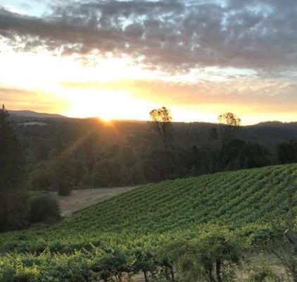 2025 Petite Sirah/<wbr> Sangiovese/<wbr> Syrah