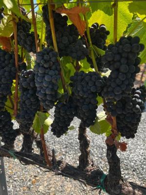 Pinot Noir