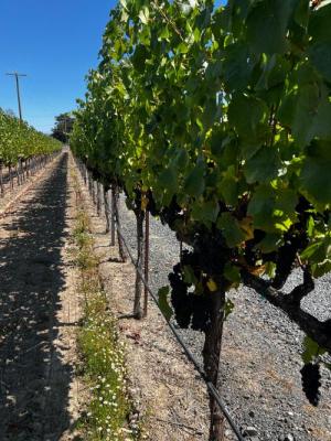 Pinot Noir