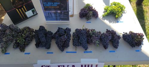 Private Estate Grape Auction