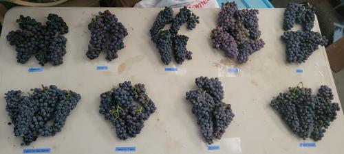 Private Estate Grape Auction