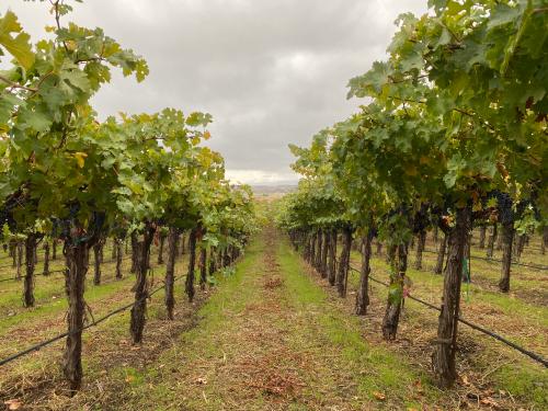 Cabernet Sauvignon 4T to 35T