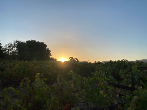 Cabernet Sauvignon 4T to 35T