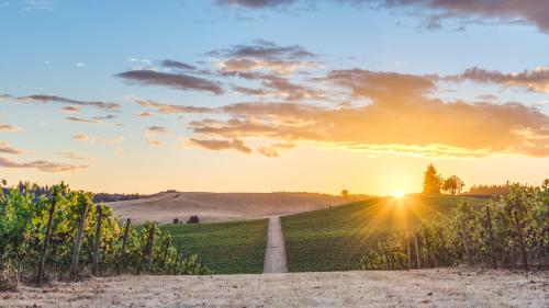 2024 Pinot Noir - Single Vineyard Bulk Wine