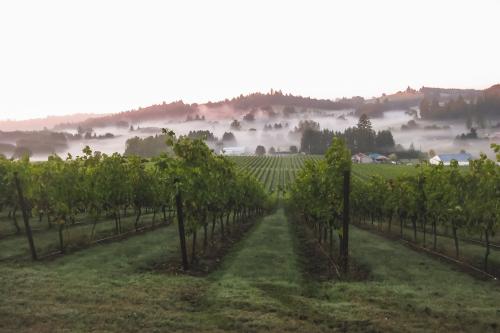 2024 Pinot Noir - Single Vineyard Bulk Wine