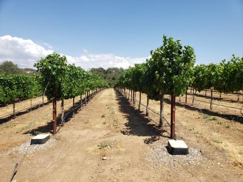 Vineyard for Lease at Zero Lease Cost