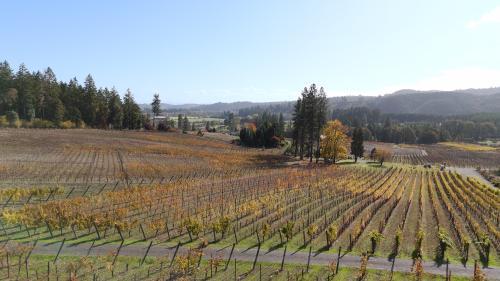 Productive Vineyard In Willamette Valley AVA