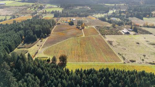 Productive Vineyard In Willamette Valley AVA