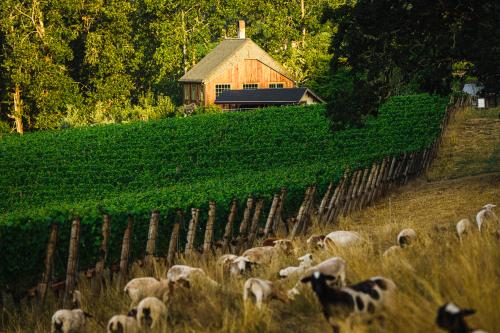Antiquum Farm Winemaker
