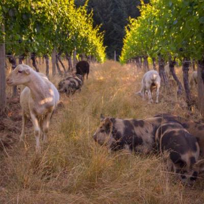 Antiquum Farm Winemaker