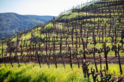 2023 Zinfandel - Premium Napa Valley Estate