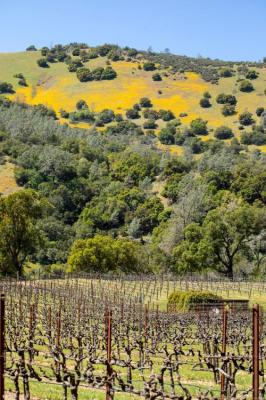 2023 Zinfandel - Premium Napa Valley Estate