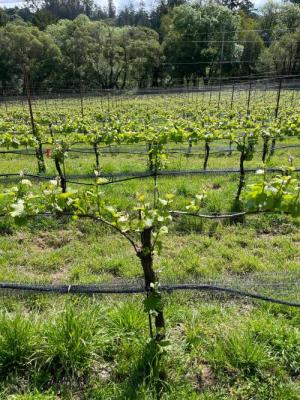 Premium Sonoma Coast/<wbr>Russian River Pinot Noir