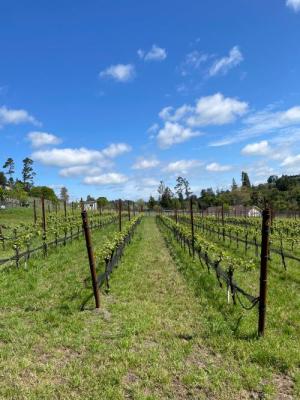 Premium Sonoma Coast/<wbr>Russian River Pinot Noir