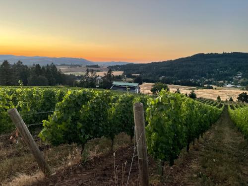 Pinot Noir - several varieties available