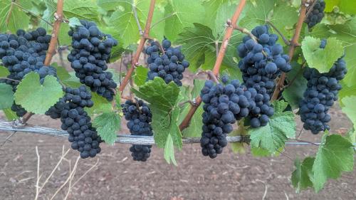 Pinot Noir - several varieties available