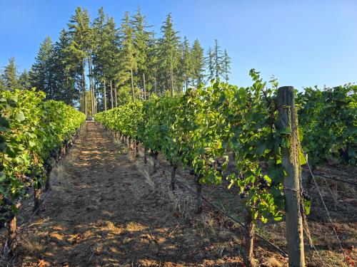 Chehalem Mountain 2026 Pinot Noir