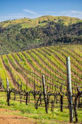 2024 Zinfandel - Premium Napa Valley Estate