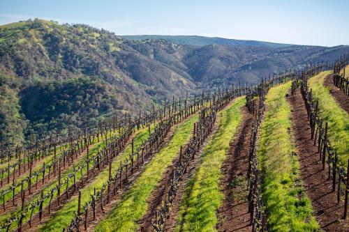 2024 Zinfandel - Premium Napa Valley Estate