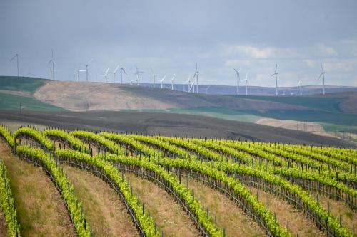 Walla Walla Valley Grapes